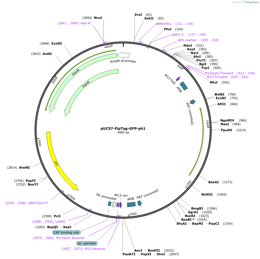 231898-plasmid-map-sequence-id-468191