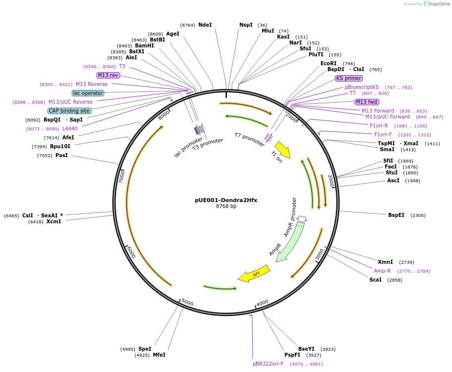 234669-plasmid-map-sequence-id-468192