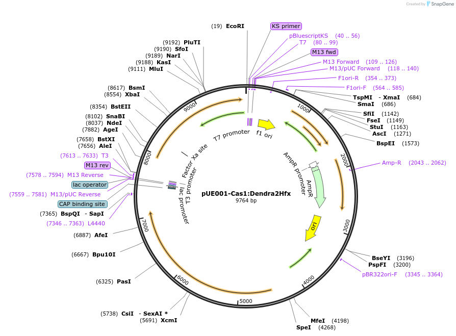 234670-plasmid-map-sequence-id-468194