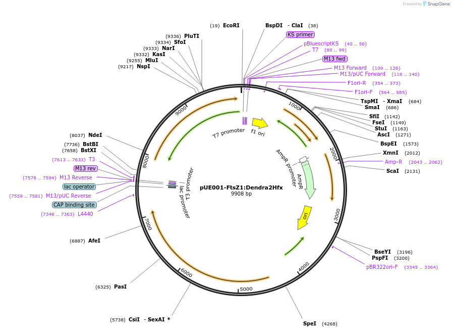 234671-plasmid-map-sequence-id-468195