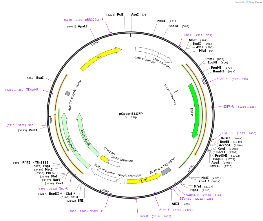233884-plasmid-map-sequence-id-468196