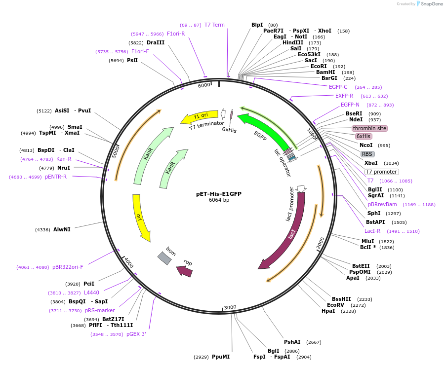 233885-plasmid-map-sequence-id-468197