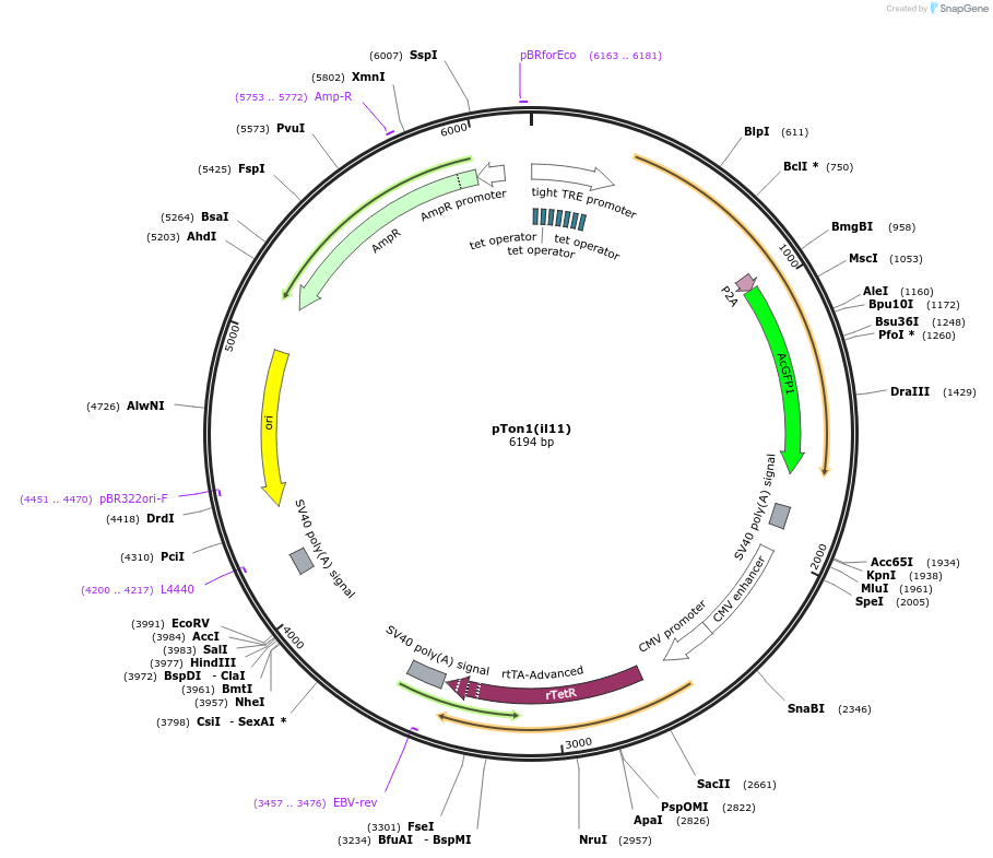 233647-plasmid-map-sequence-id-468199