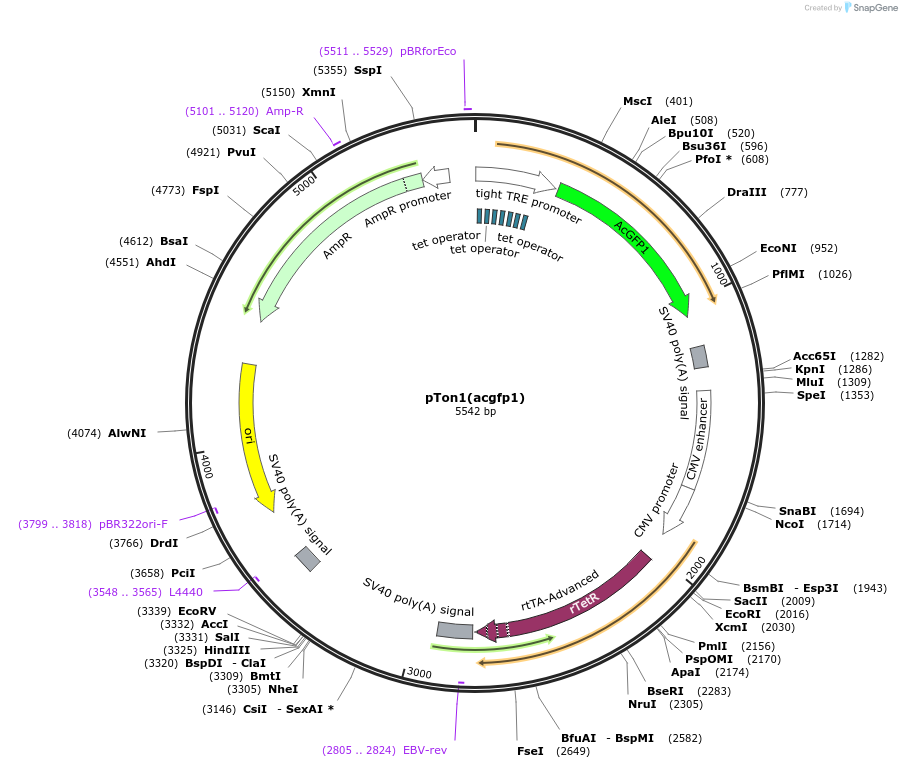 233648-plasmid-map-sequence-id-468211