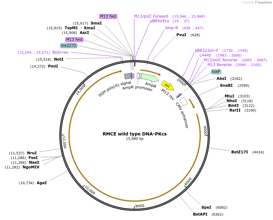 233911-plasmid-map-sequence-id-468229