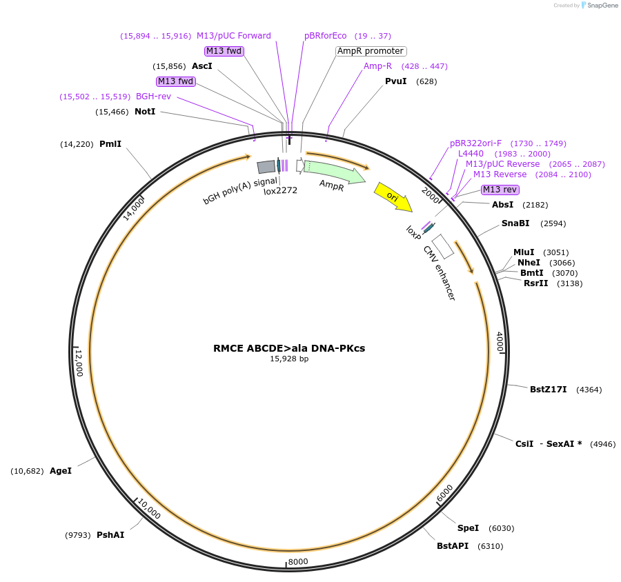 233914-plasmid-map-sequence-id-468237