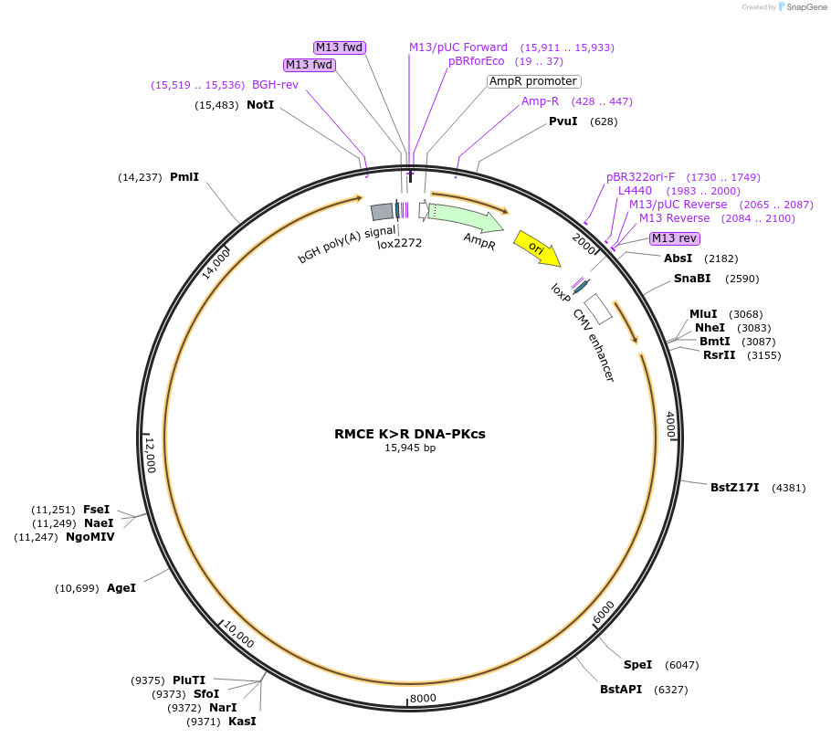 233917-plasmid-map-sequence-id-468253