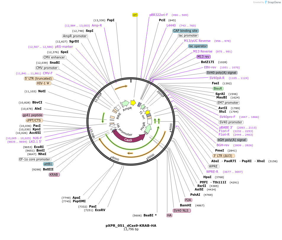 228936-plasmid-map-sequence-id-468270
