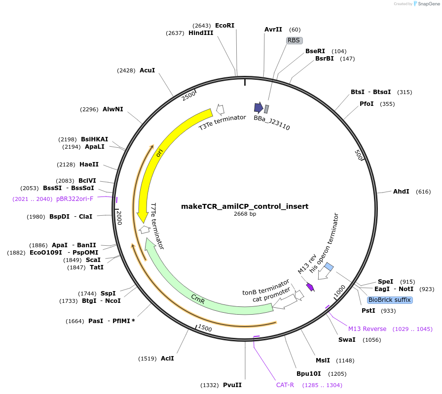 233942-plasmid-map-sequence-id-468272