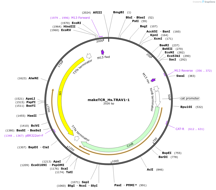 233949-plasmid-map-sequence-id-468276