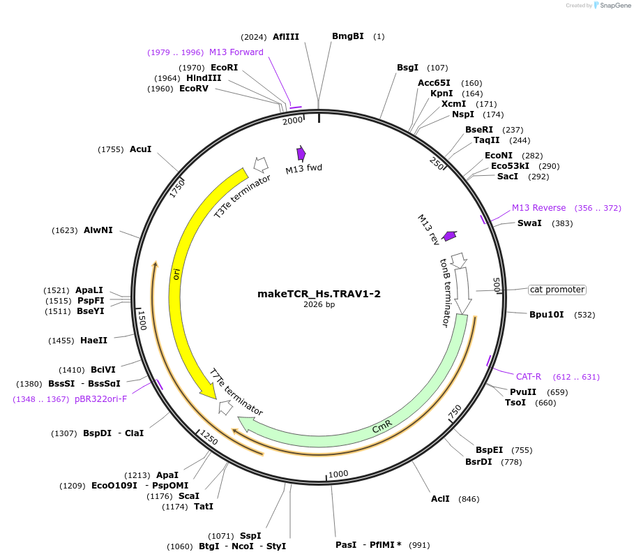 233950-plasmid-map-sequence-id-468277