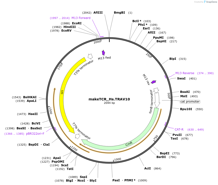 233951-plasmid-map-sequence-id-468278