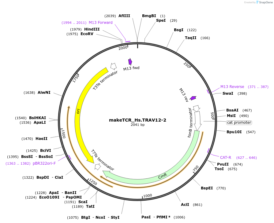 233953-plasmid-map-sequence-id-468279