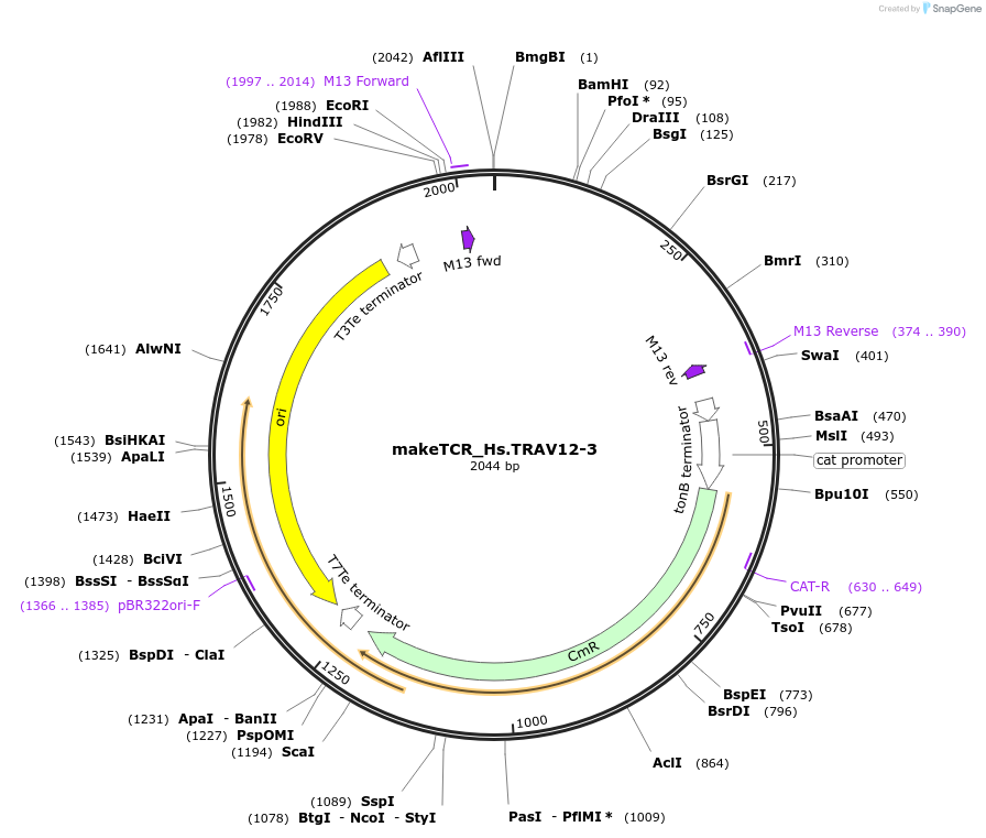 233954-plasmid-map-sequence-id-468280