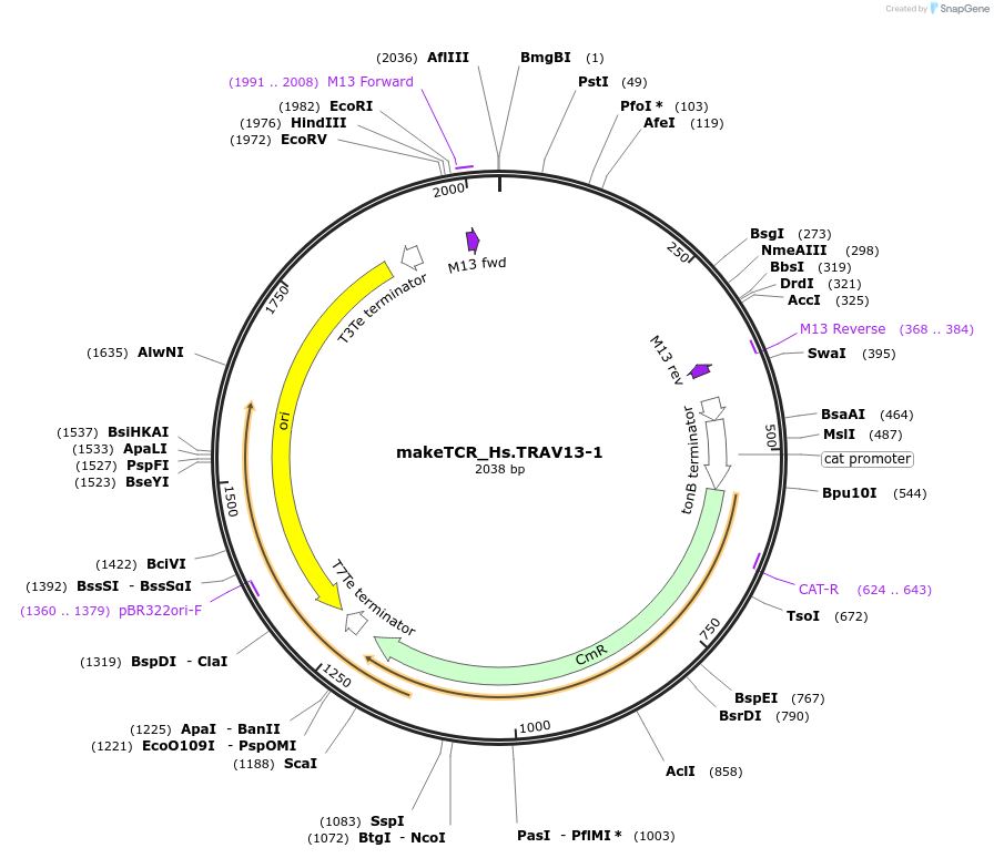233955-plasmid-map-sequence-id-468281