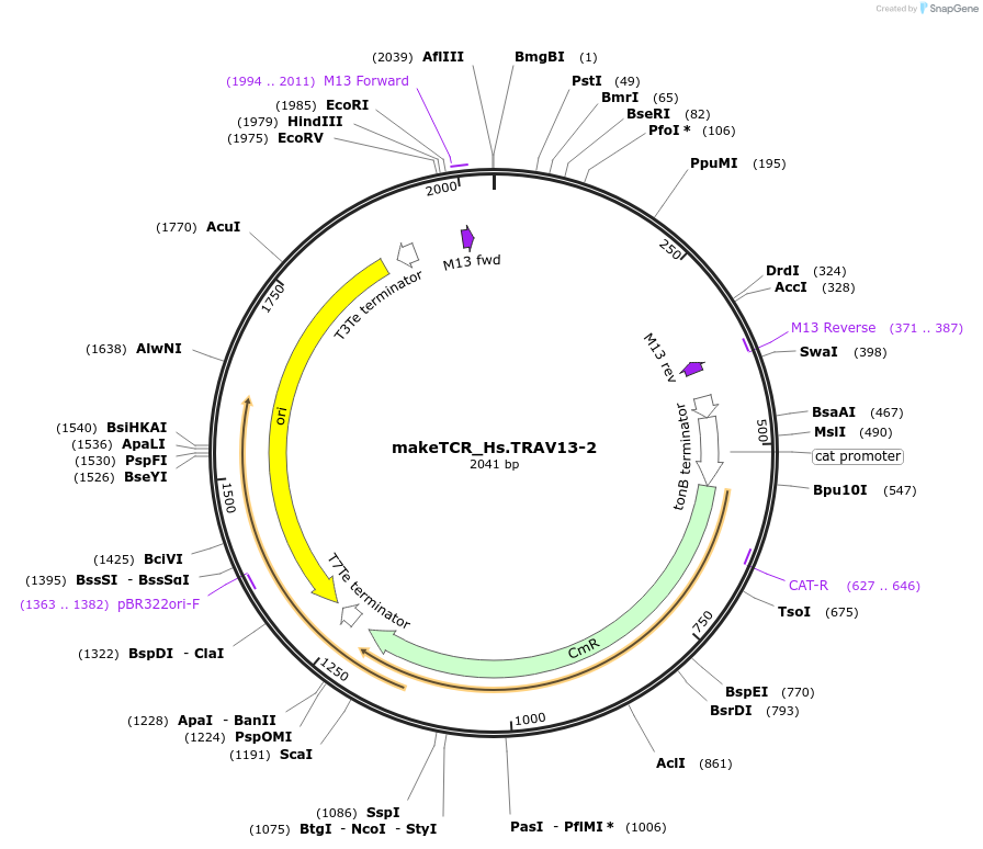 233956-plasmid-map-sequence-id-468282