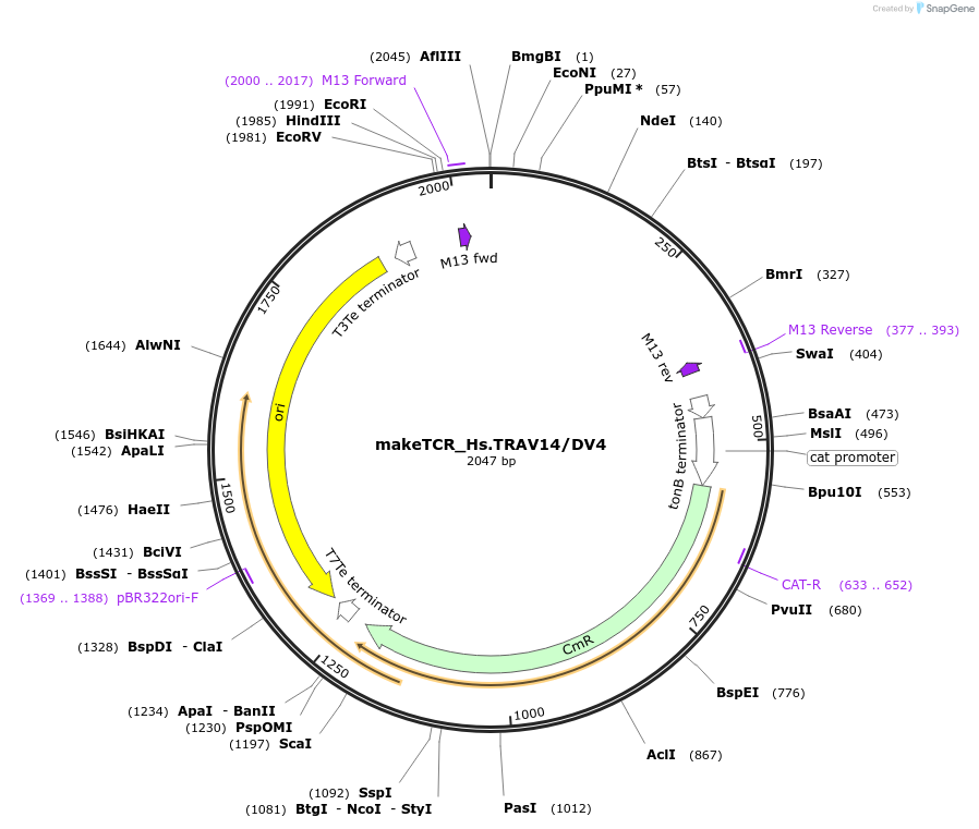 233957-plasmid-map-sequence-id-468283