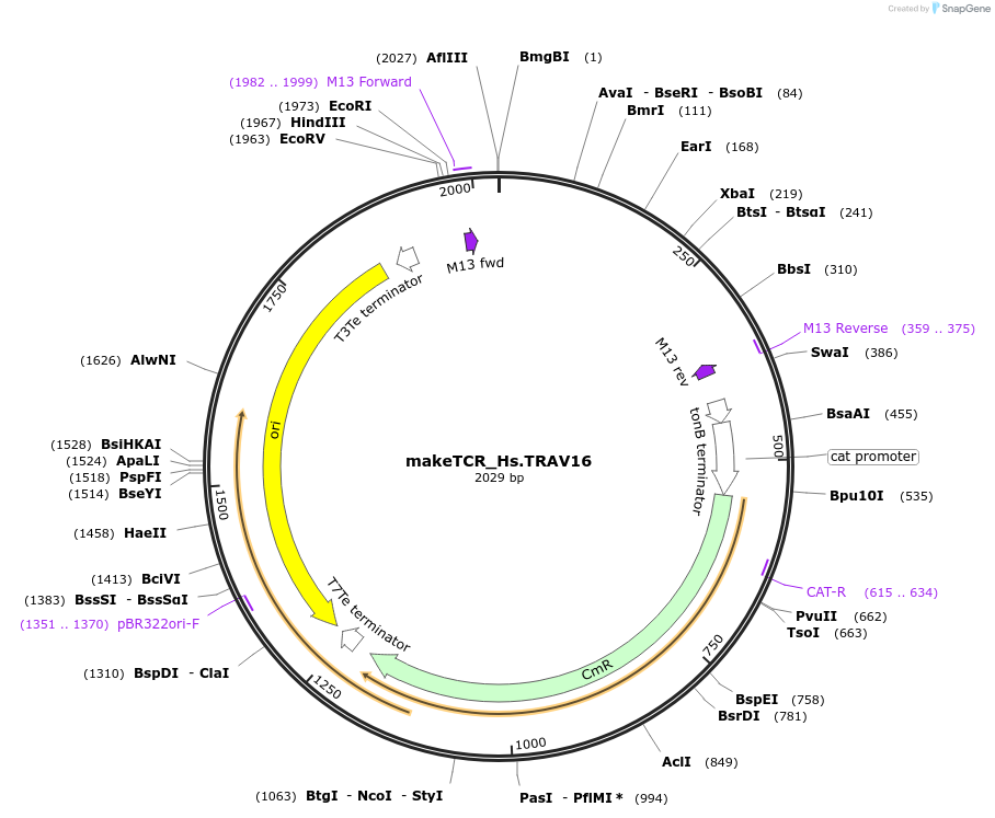 233958-plasmid-map-sequence-id-468284