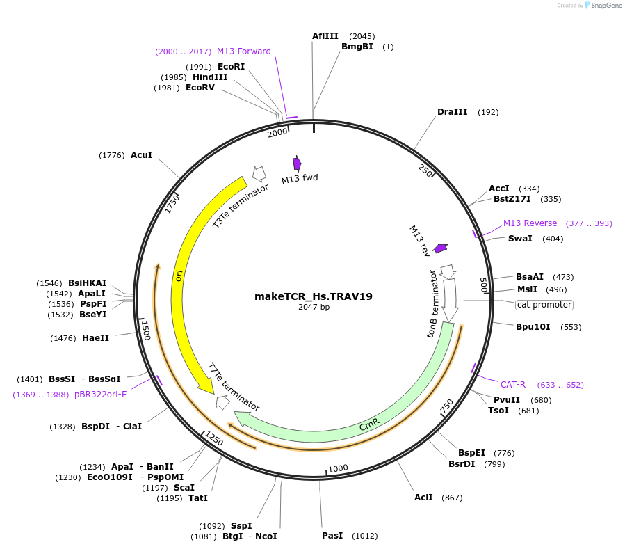233960-plasmid-map-sequence-id-468286