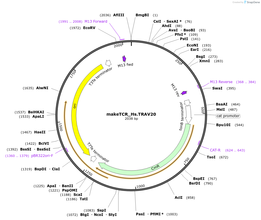 233961-plasmid-map-sequence-id-468287