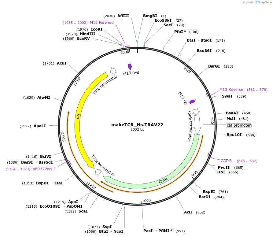 233963-plasmid-map-sequence-id-468288