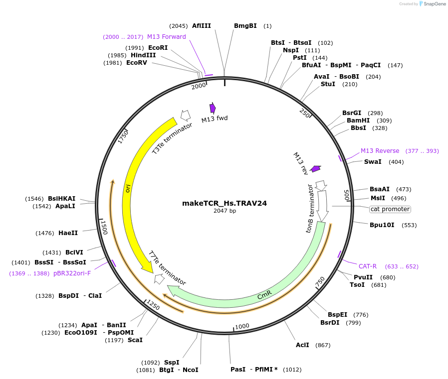 233965-plasmid-map-sequence-id-468289