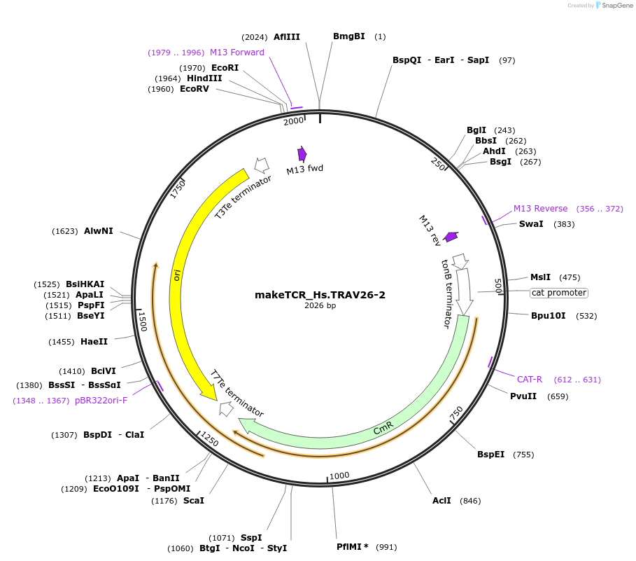 233968-plasmid-map-sequence-id-468290