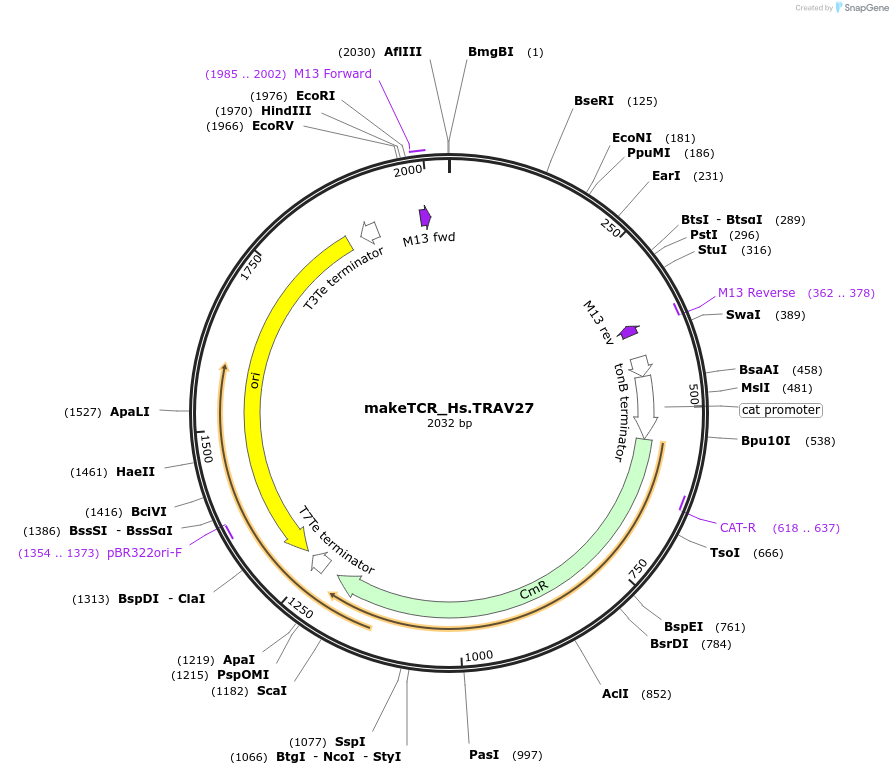 233969-plasmid-map-sequence-id-468291