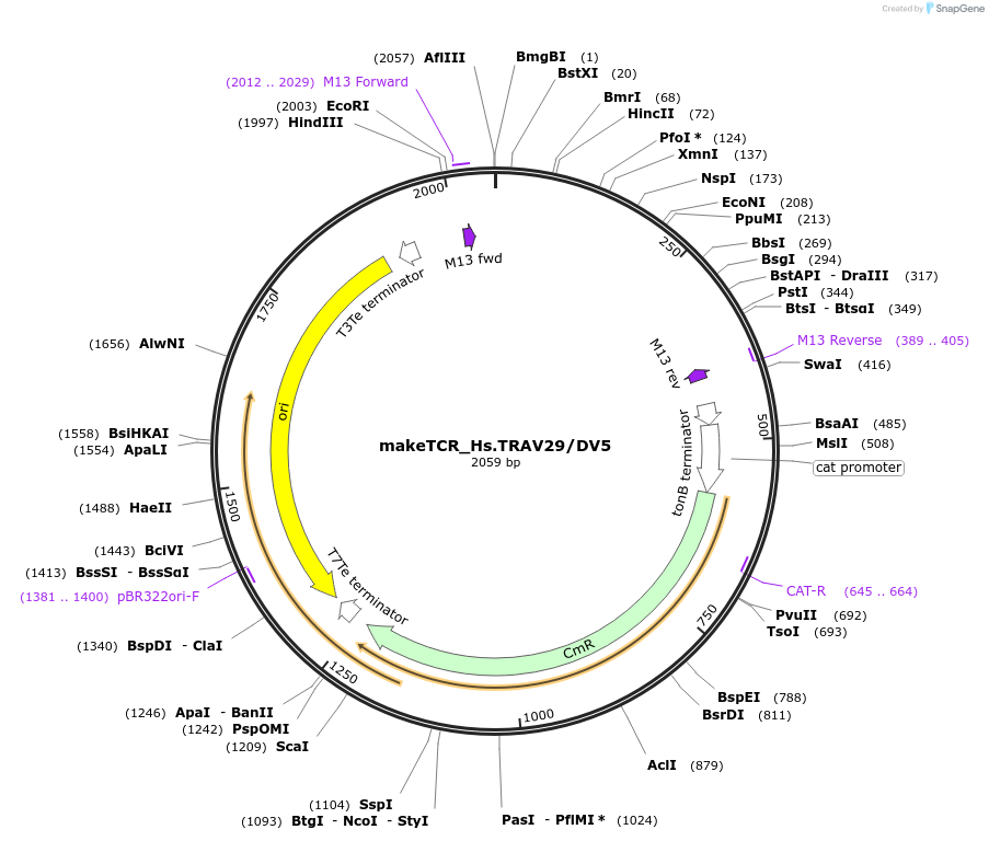 233970-plasmid-map-sequence-id-468292