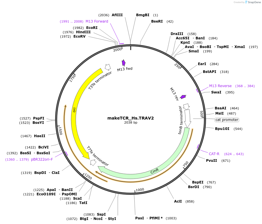 233971-plasmid-map-sequence-id-468293