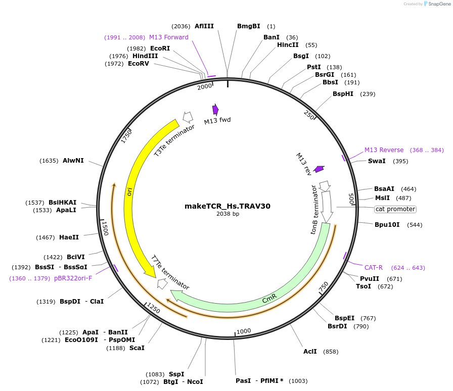 233972-plasmid-map-sequence-id-468294