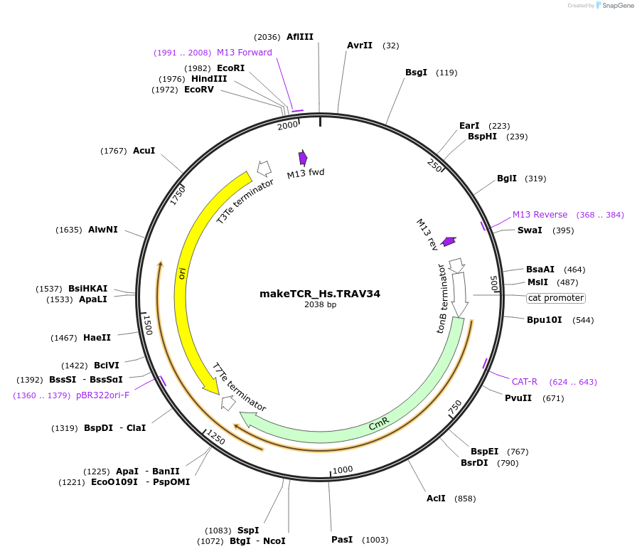 233973-plasmid-map-sequence-id-468295