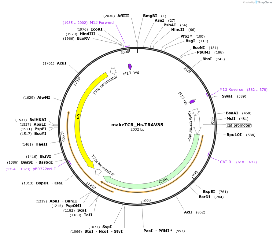 233974-plasmid-map-sequence-id-468296