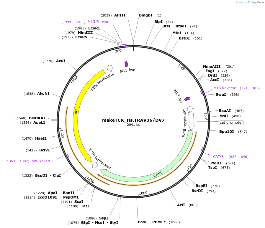 233975-plasmid-map-sequence-id-468297