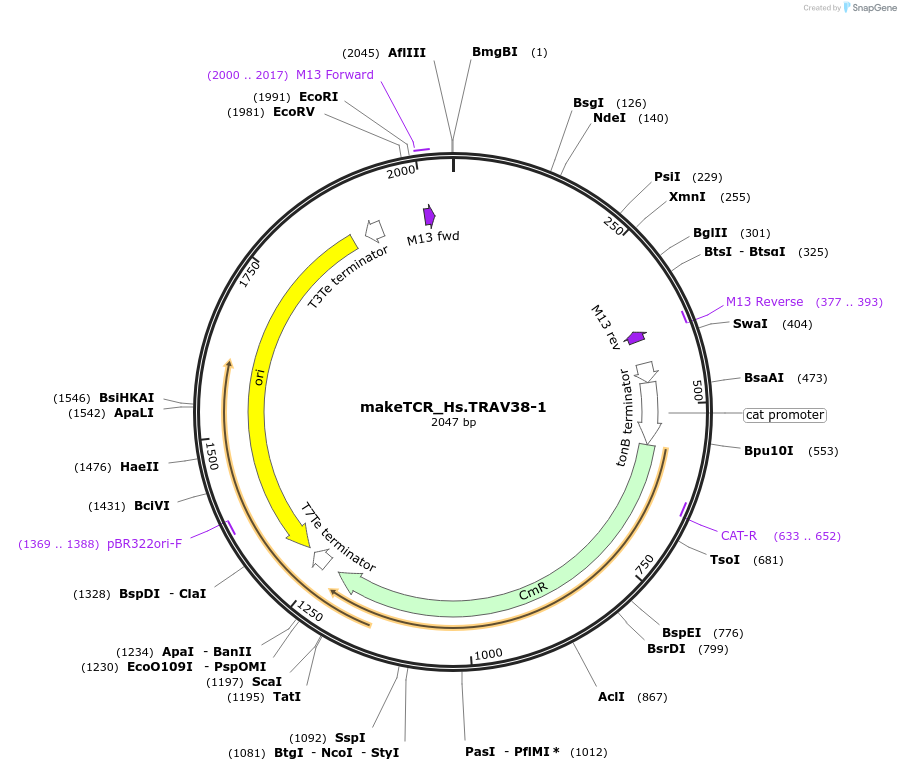 233976-plasmid-map-sequence-id-468298