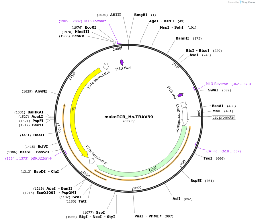233978-plasmid-map-sequence-id-468300