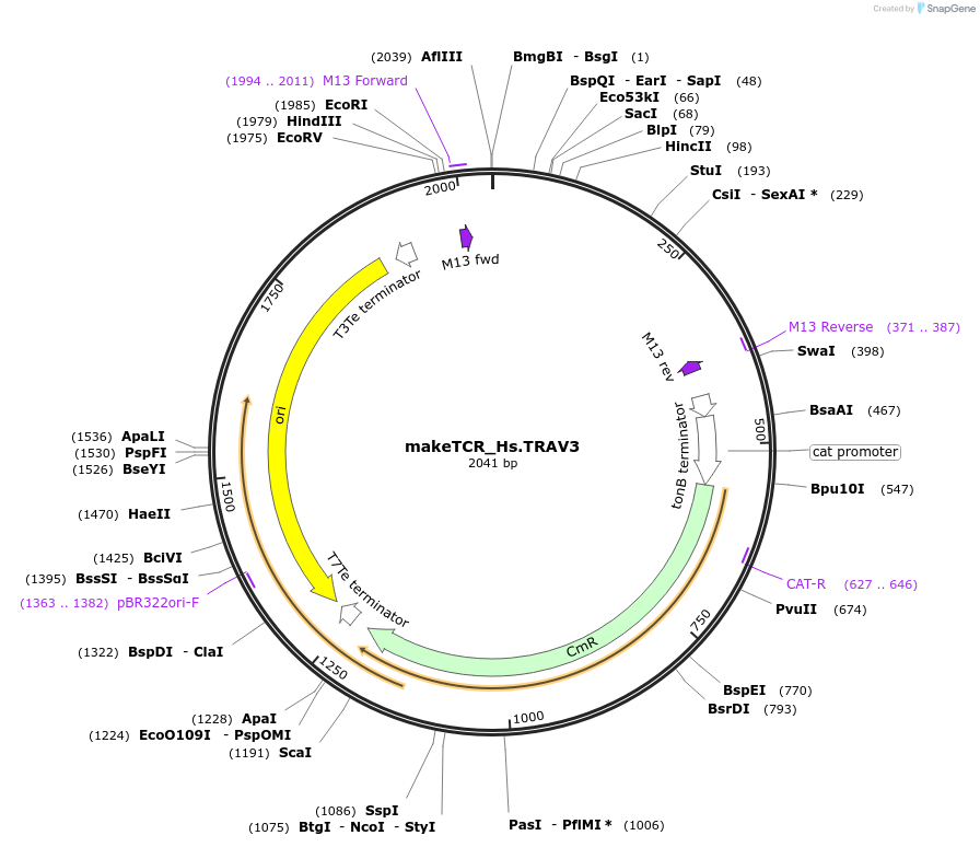 233979-plasmid-map-sequence-id-468301