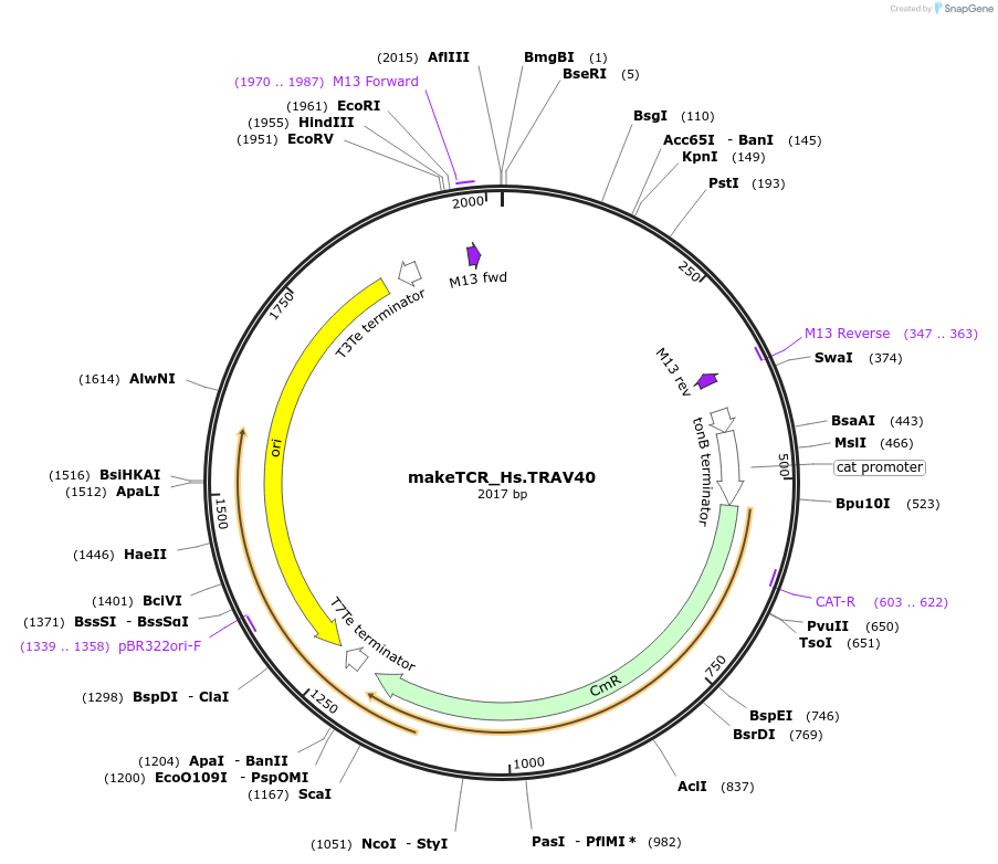 233980-plasmid-map-sequence-id-468302