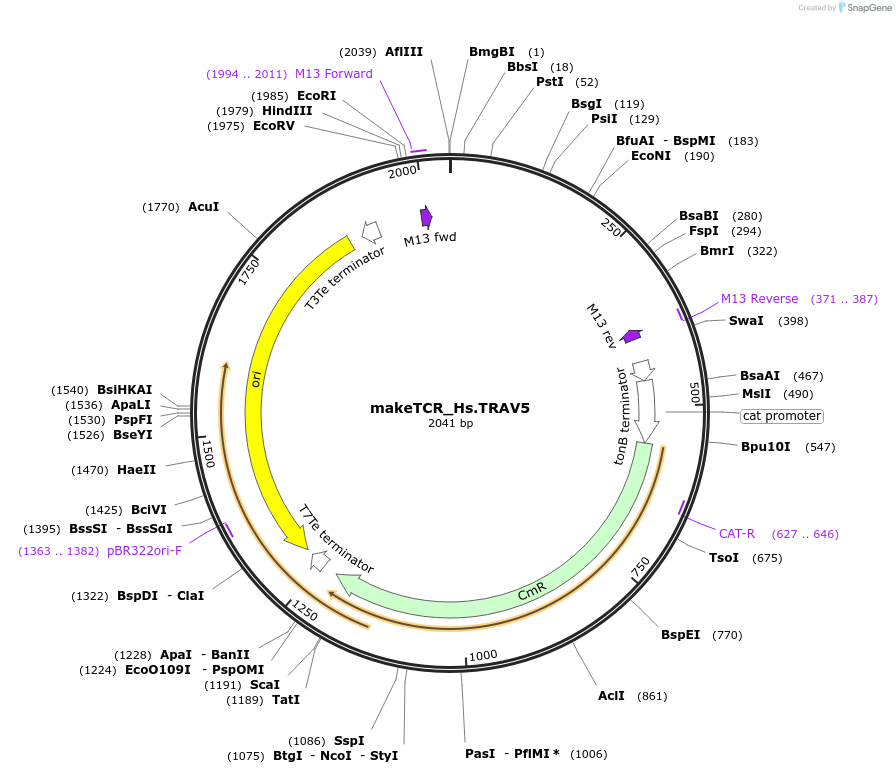 233983-plasmid-map-sequence-id-468303