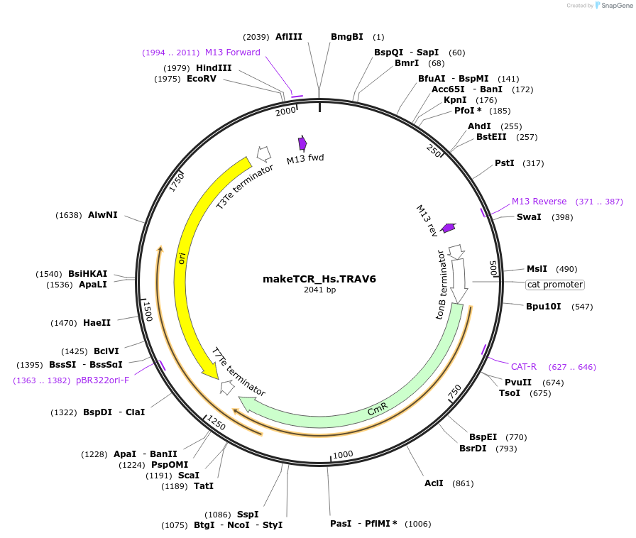233984-plasmid-map-sequence-id-468304