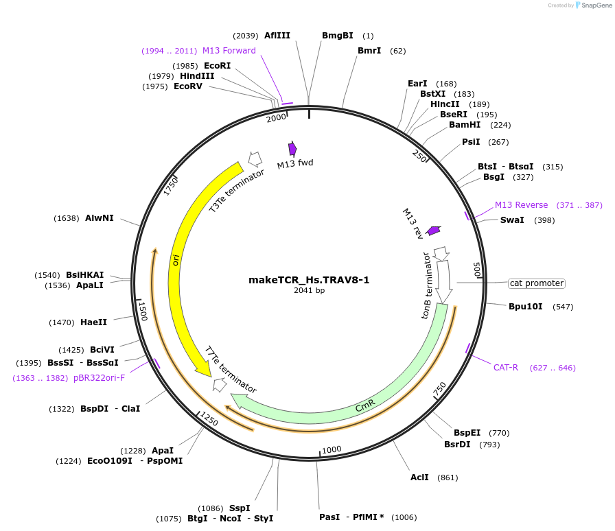 233985-plasmid-map-sequence-id-468305