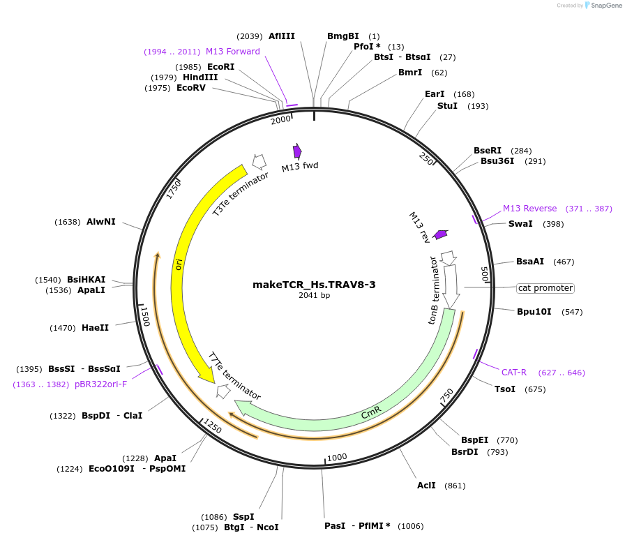 233987-plasmid-map-sequence-id-468307