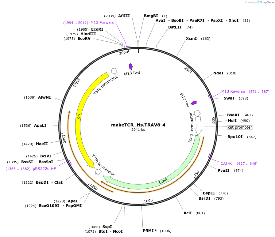 233988-plasmid-map-sequence-id-468308