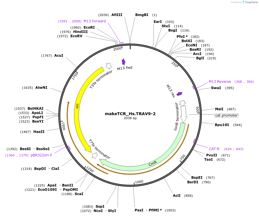 233990-plasmid-map-sequence-id-468309