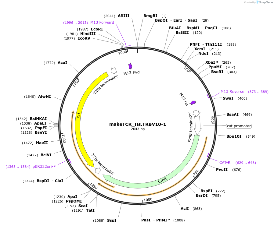 233991-plasmid-map-sequence-id-468310