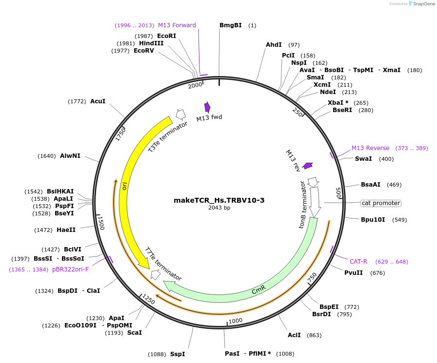 233993-plasmid-map-sequence-id-468312