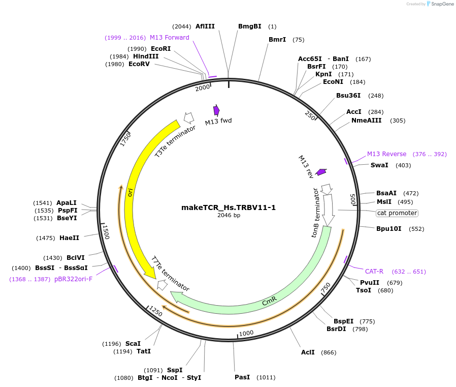 233994-plasmid-map-sequence-id-468313