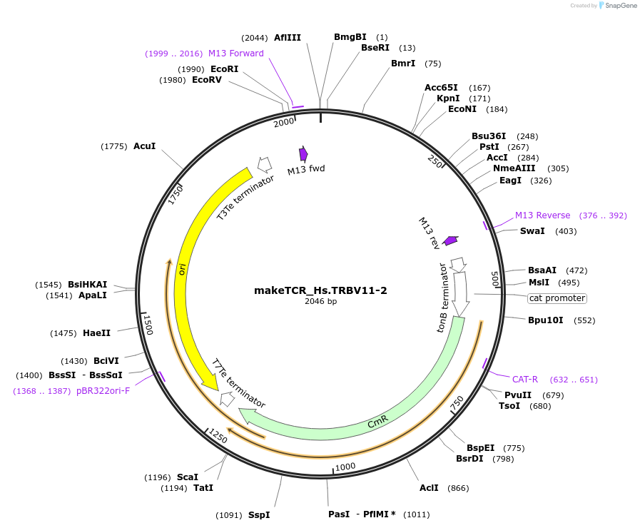 233995-plasmid-map-sequence-id-468314