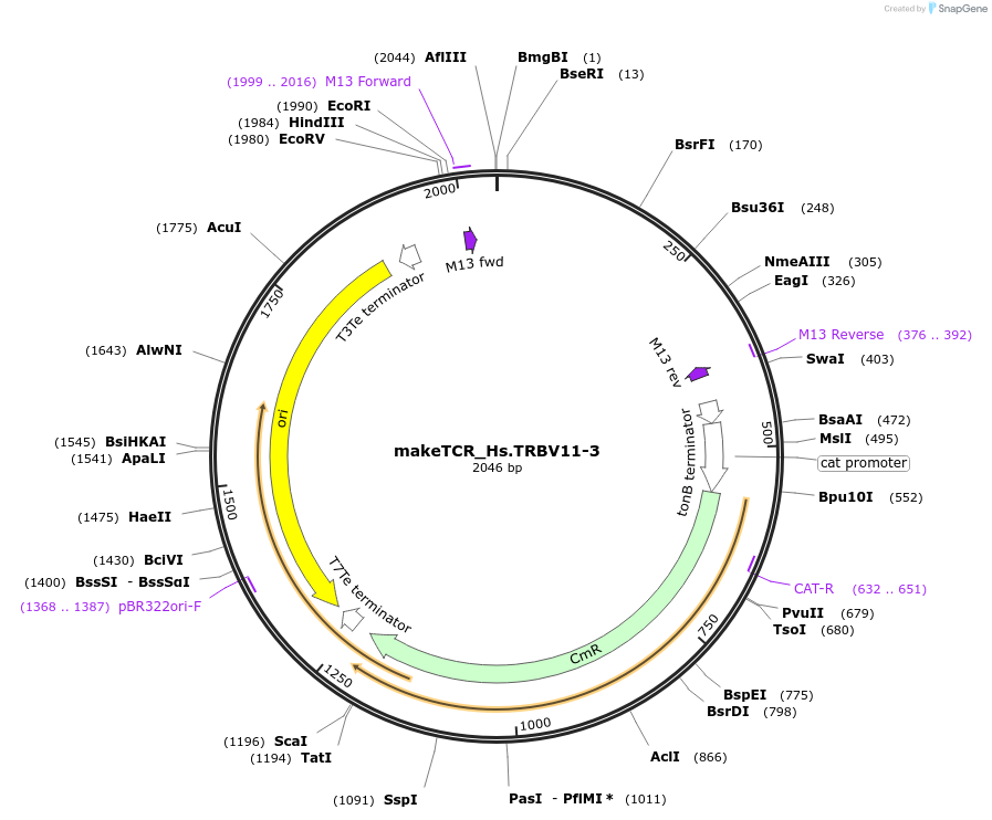 233996-plasmid-map-sequence-id-468315