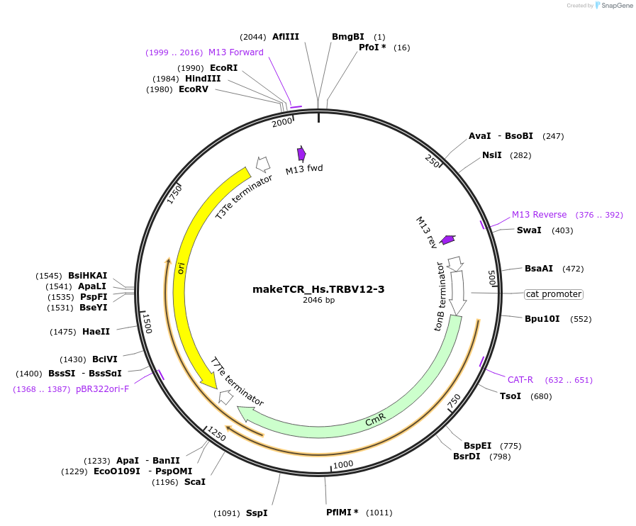 233997-plasmid-map-sequence-id-468316